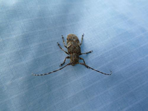 Mesosa nebulosa