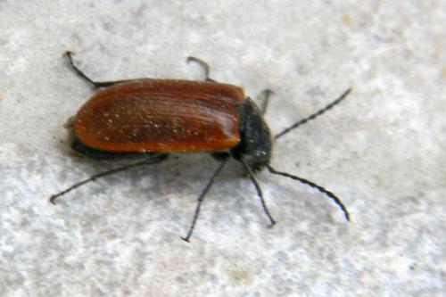 Réf. 69 638 : Omophlus sp.