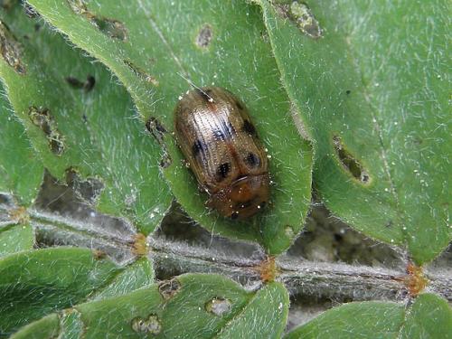 Gonioctena pallida
