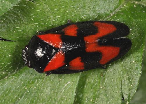 Cercopis vulnerata