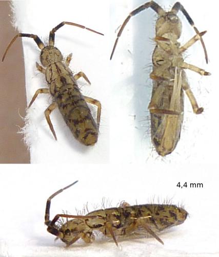 Réf. 69 961 : Orchesella villosa