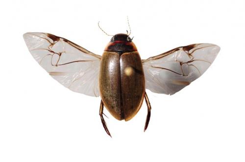 Colymbetes fuscus