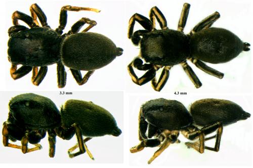 Heliophanus sp.