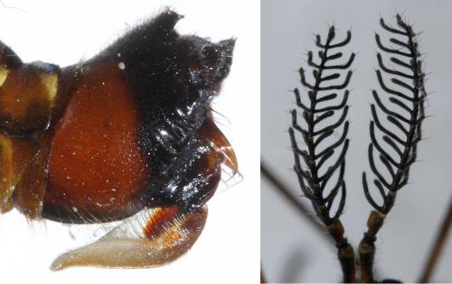 Ctenophora pectinicornis