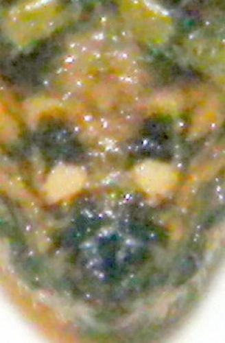 Araneus circe