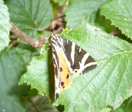 Euplagia quadripunctaria