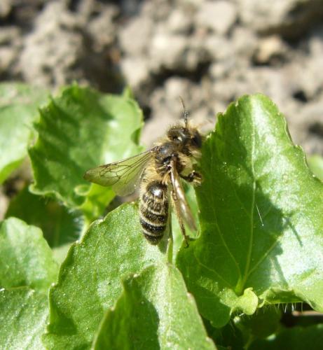 Andrena flavipes