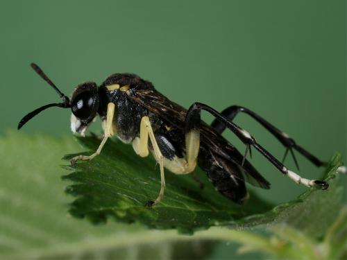 Réf. 69 434 : Macrophya montana
