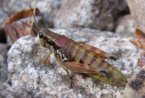 Réf. 69 687 : Podisma sp.