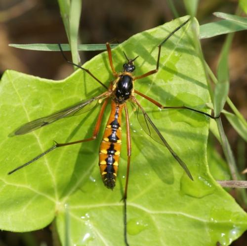 Ctenophora pectinicornis