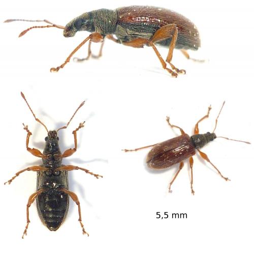 Réf. 69 191 : Phyllobius oblongus