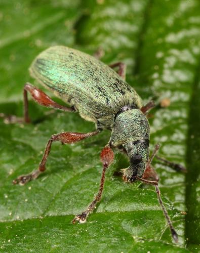 Réf. 69 557 : Phyllobius glaucus