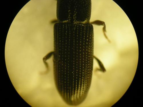 Cossonus linearis
