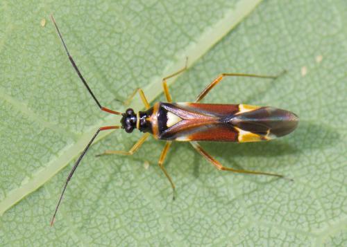 Réf. 69 980 : Cyllecoris histrionius