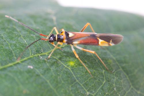 Réf. 69 981 : Cyllecoris histrionius