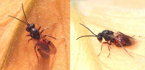 Diplolepis rosae