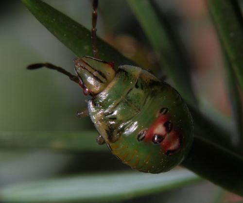 Cyphostethus tristriatus