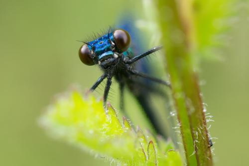 Calopteryx splendens