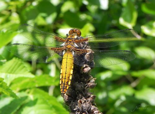Libellula depressa