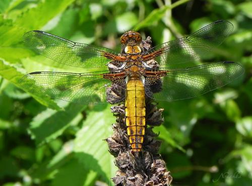 Libellula depressa