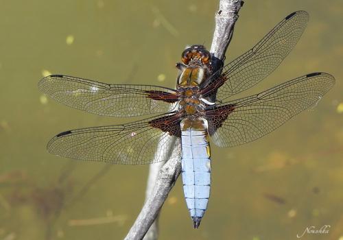 Libellula depressa