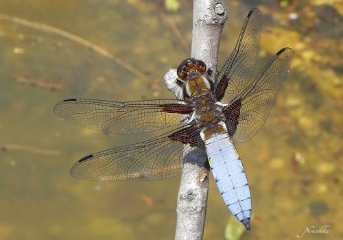 Réf. 69 028 : Libellula depressa