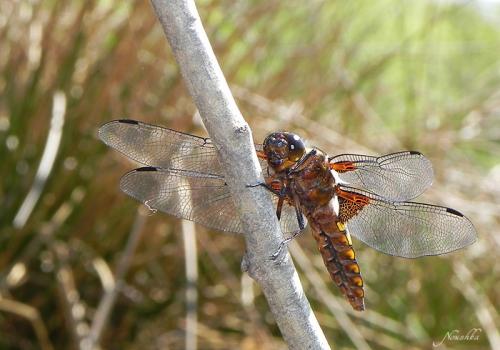 Réf. 69 029 : Libellula depressa