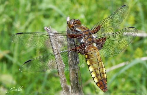 Réf. 69 579 : Libellula depressa