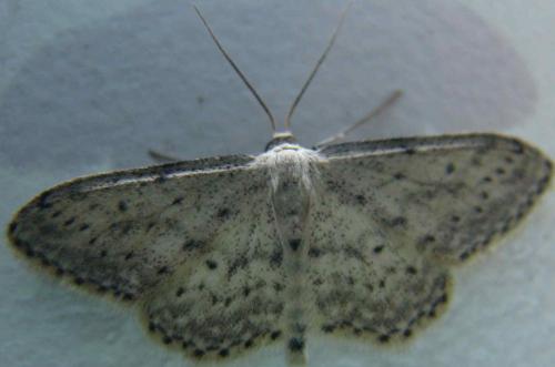 Idaea seriata