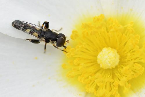 Syritta pipiens