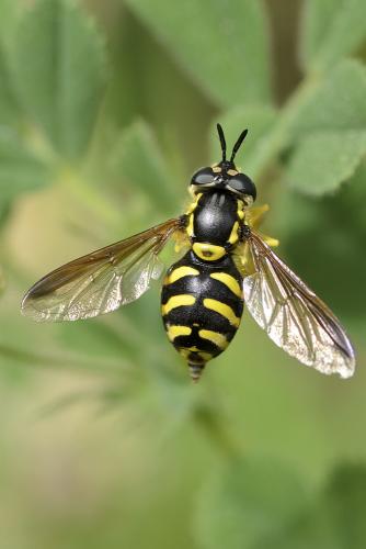 Réf. 69 021 : Chrysotoxum intermedium