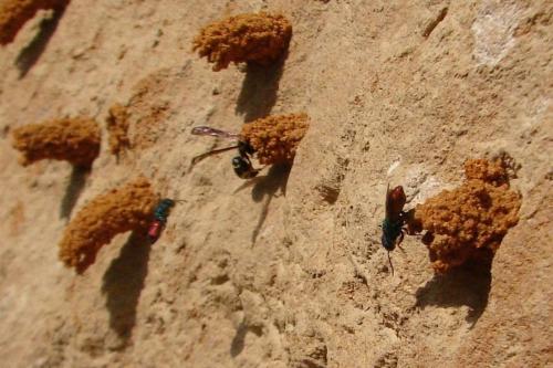 Réf. 69 215 : Pseudochrysis neglecta