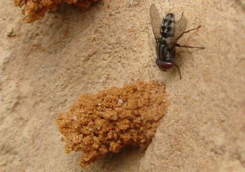 Réf. 69 229 : Amobia sp.
