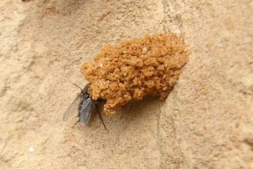 Réf. 69 228 : Amobia sp.