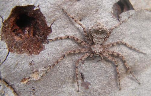 Philodromus sp.