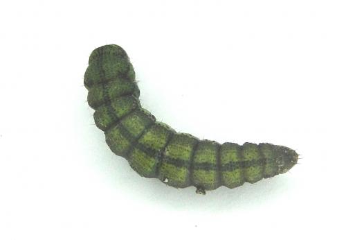 Réf. 69 244 : Isturgia miniosaria