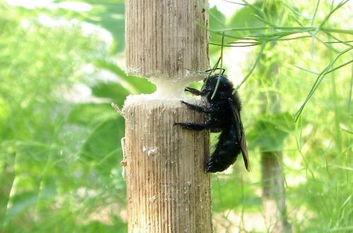 Xylocopa iris