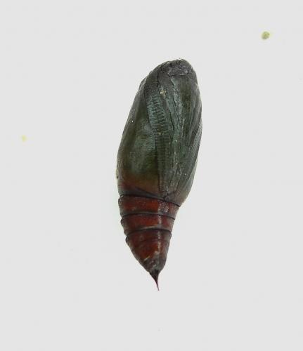 Réf. 69 245 : Isturgia miniosaria