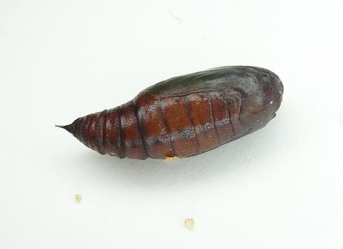 Réf. 69 246 : Isturgia miniosaria