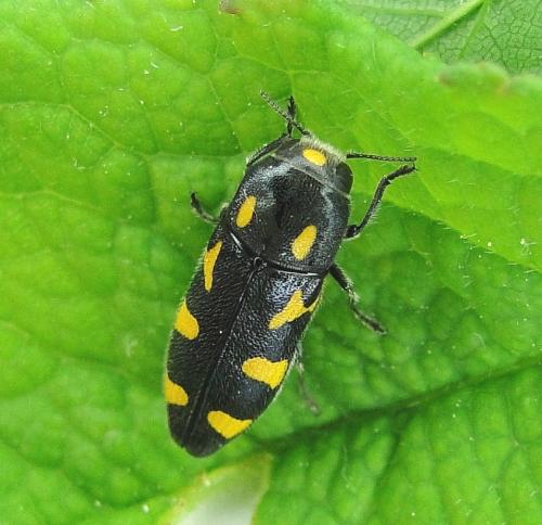 Réf. 69 217 : Ptosima undecimmaculata
