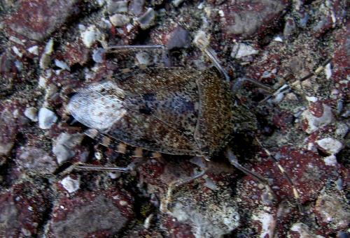 Réf. 69 526 : Rhaphigaster nebulosa