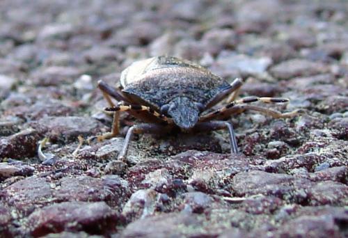 Réf. 69 525 : Rhaphigaster nebulosa