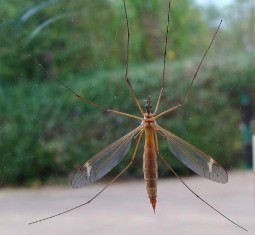 Tipula sp.