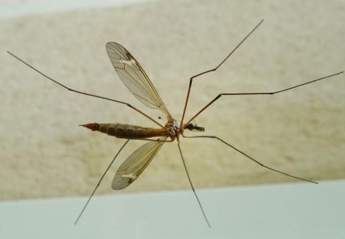 Tipula sp.