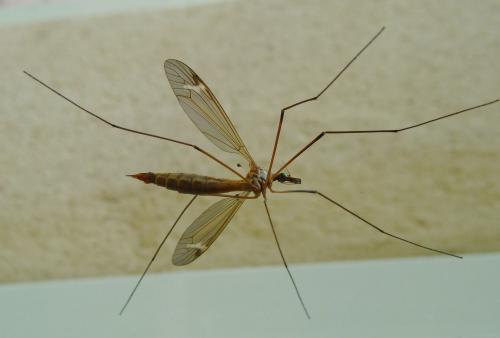 Tipula sp.