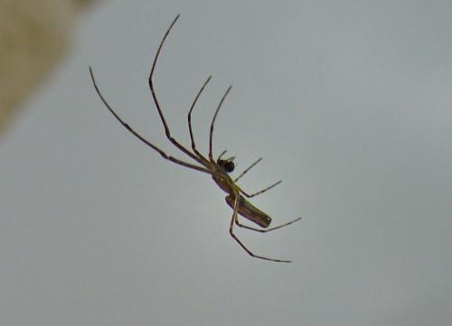 Tetragnatha sp.