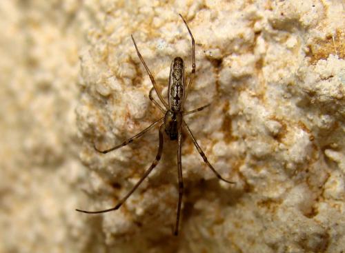 Tetragnatha sp.