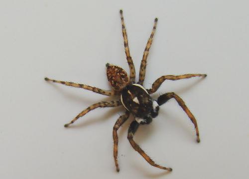 Menemerus semilimbatus