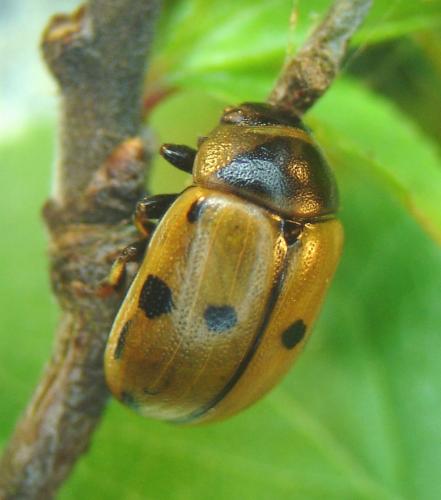 Réf. 69 102 : Gonioctena variabilis