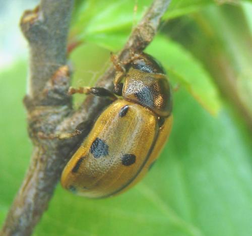 Réf. 69 103 : Gonioctena variabilis